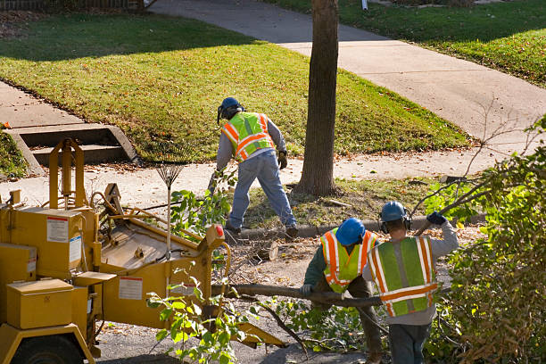 Best Palm Tree Trimming  in Coupeville, WA